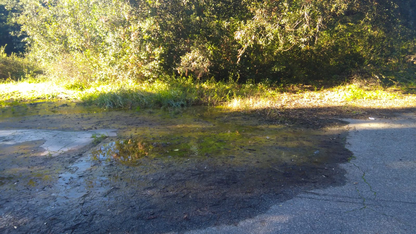 Via Cesenatico, perdita da tombino Acea - Fregeneonline.com Cronaca