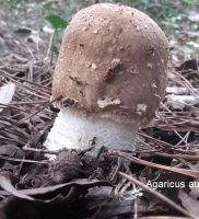 agaricus-augustus-comm