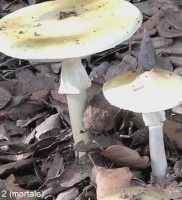 amanita-phalloide-2-mortale