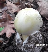 amanita-phalloides-mortale