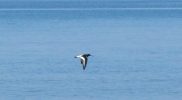 Beccaccia di mare (Haematopus ostralegus)