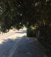 Cespugli viale Castellammare via Rapallo 1
