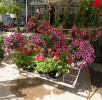 Flora e Fauna (1)