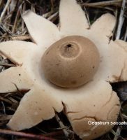 geastrum-saccatum-no-comm