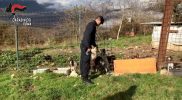 I cani salvati dai Carabinieri le armi e i collari elettrici sequestrati 3