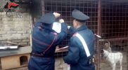I cani salvati dai Carabinieri le armi e i collari elettrici sequestrati 6