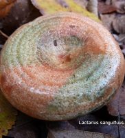 lactarius-sanguifluus-comm