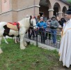 benedizione animali (6)